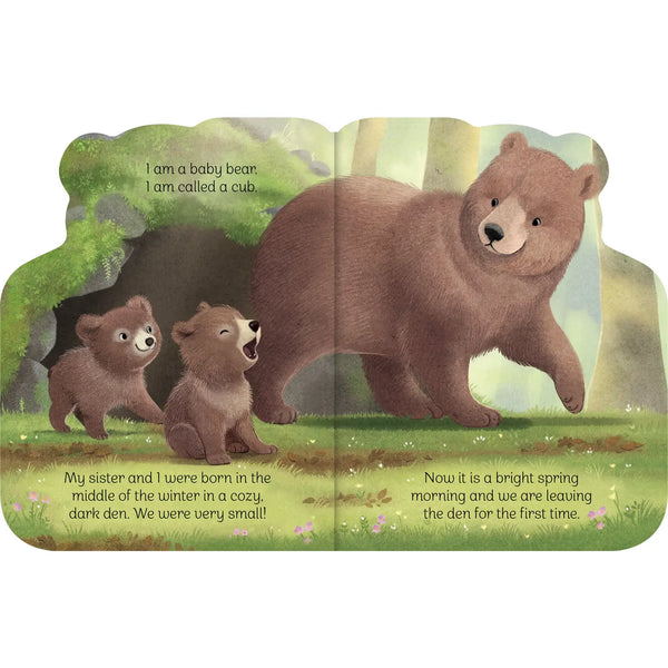 A Little Bear Shaped Board Book